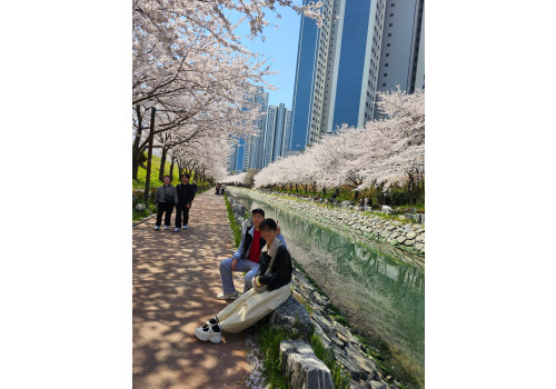 만개한 벚꽃 속에서 주인공되기~~